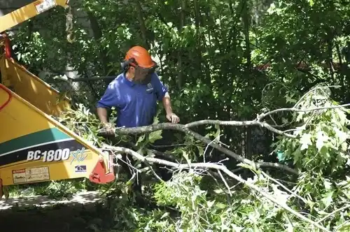 tree services Terre du Lac